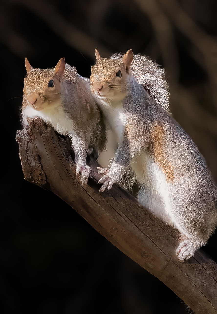 2nd PrizeOpen Nature In Class 2 By James Braxmeier For Best Friends APR-2026.jpg
